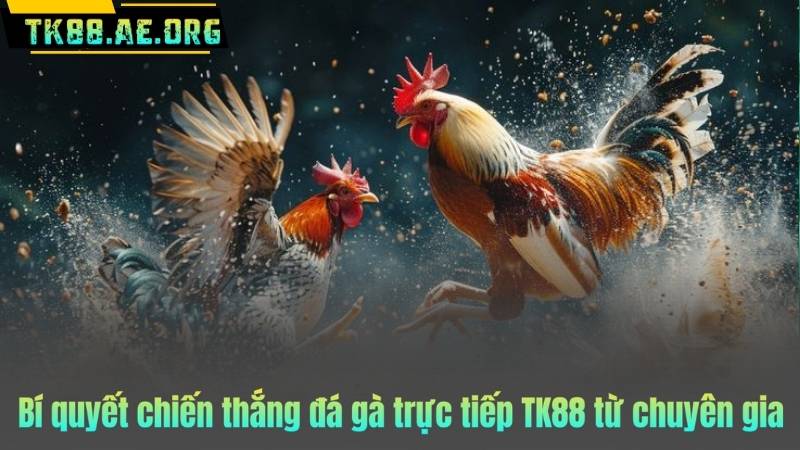 Bí quyết chiến thắng đá gà trực tiếp TK88 từ chuyên gia