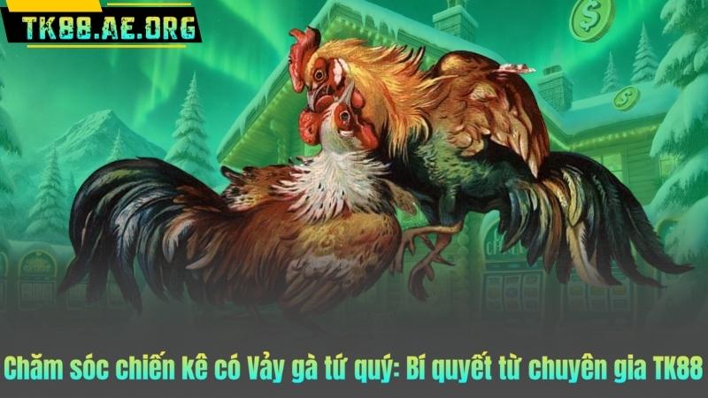 Chăm sóc chiến kê có Vảy gà tứ quý: Bí quyết từ chuyên gia TK88