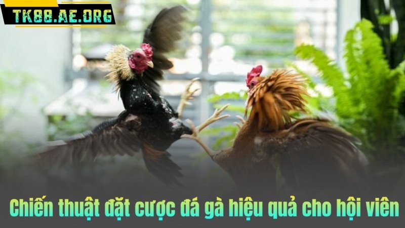 Chiến thuật đặt cược đá gà hiệu quả cho hội viên