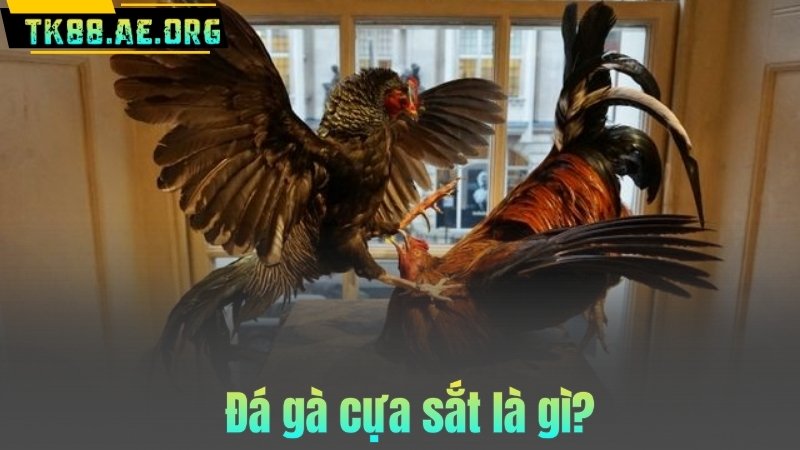 Đá gà cựa sắt là gì?