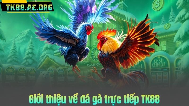 Giới thiệu về đá gà trực tiếp TK88