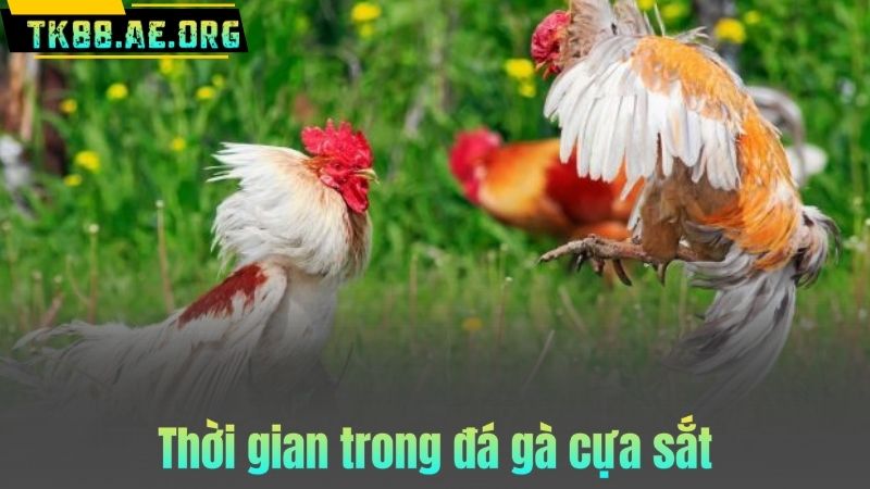 Thời gian trong đá gà cựa sắt
